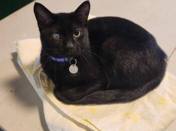 Rescue Domestic Short Hair Cats for Adoption in Rice Lake, Wisconsin - Meadow | PetCurious