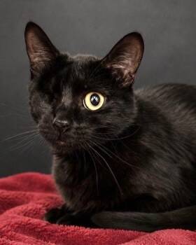 Courtney -  Domestic Short Hair Cat for Adoption in Fresno, California - Courtney | PetCurious