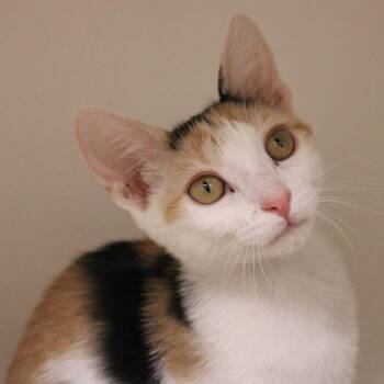 Peridot -  Domestic Short Hair Cat for Adoption in Champaign, Illinois - Peridot | PetCurious