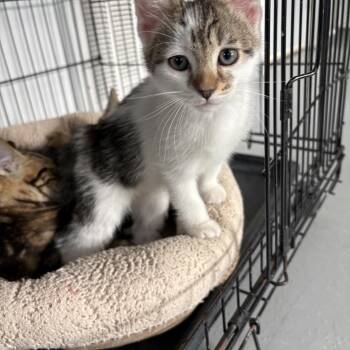 Chrissy -  American Shorthair Cat for Adoption in Big Rapids, Michigan - Chrissy | PetCurious