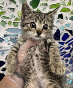 Domestic Short Hair Cats Available for Adoption in Pensacola, Florida - GREG | PetCurious