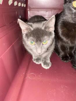 Rescue Domestic Short Hair Cats for Adoption in Chesapeake, Virginia - Third Wheel | PetCurious