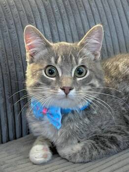 Rescue Domestic Short Hair Cats for Adoption in Honeoye, New York - Nash | PetCurious