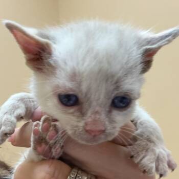 Elsa -  Domestic Short Hair Cat for Adoption in Midland, Texas - Elsa | PetCurious