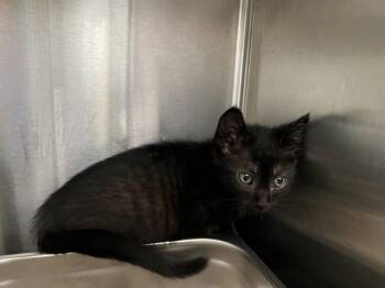 Domestic Short Hair Cats Available for Adoption in Tustin, California - STRIPES | PetCurious