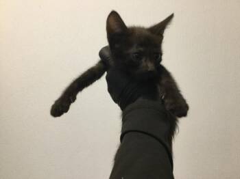 A1938495 -  Domestic Short Hair Cat for Adoption in Thousand Palms, California - A1938495 | PetCurious