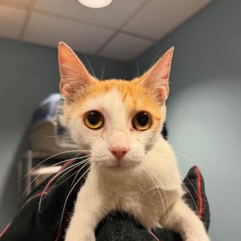 Piper -  Domestic Medium Hair Cat for Adoption in Chattanooga, Tennessee - Piper | PetCurious