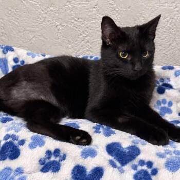 Sadie -  Domestic Short Hair Cat for Adoption in Antioch, California - Sadie | PetCurious