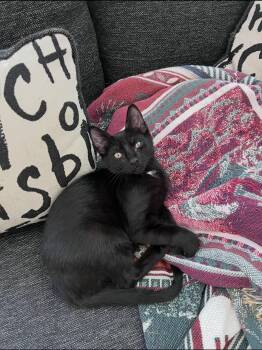 Martin -  Domestic Short Hair Cat for Adoption in Stamford, Connecticut - Martin | PetCurious