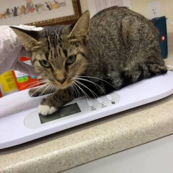 Ruthie 26-09-134 -  Domestic Short Hair Cat for Adoption in Bastrop, Texas - Ruthie 26-09-134 | PetCurious