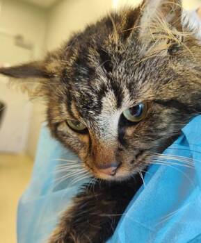 Odin (O5) -  Domestic Medium Hair and Domestic Short Hair Cat for Adoption in Lafayette, Indiana - Odin (O5) | PetCurious