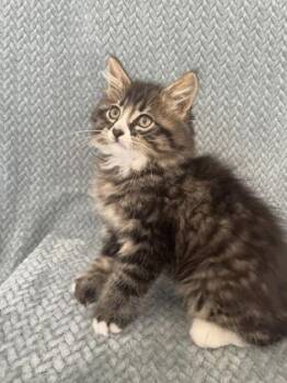 Rescue Domestic Long Hair Cats for Adoption in Buffalo, Minnesota - Lissa | PetCurious