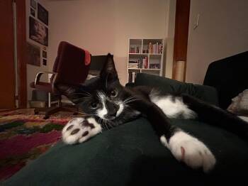 Rescue American Shorthair Cats for Adoption in New York, New York - Maurice | PetCurious