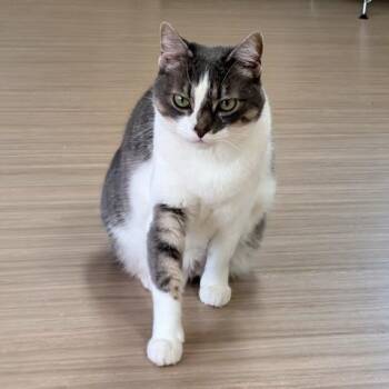 Domestic Short Hair Cats Available for Adoption - Cleopatra | PetCurious