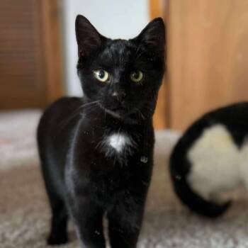 Rescue Domestic Short Hair Cats for Adoption in Huntington, West Virginia - Raven | PetCurious
