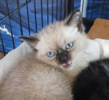 Rescue Snowshoe and Domestic Short Hair Cats for Adoption in West Memphis, Arkansas - Lanna | PetCurious