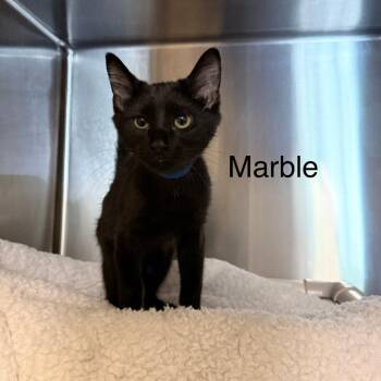 Marble -  Domestic Short Hair Cat for Adoption in Knoxville, Tennessee - Marble | PetCurious