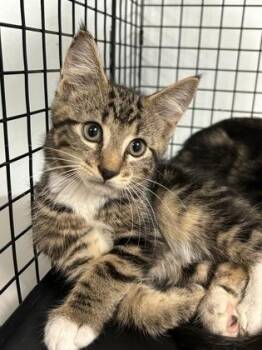 Lynx -  Domestic Short Hair Cat for Adoption in Largo, Florida - Lynx | PetCurious