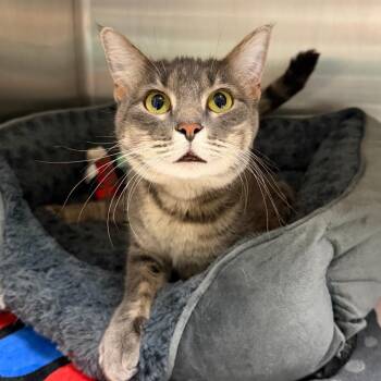 Clover -  Domestic Short Hair Cat for Adoption in Stillwater, Oklahoma - Clover | PetCurious