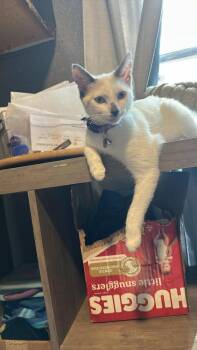 Annie -  Domestic Short Hair and Siamese Cat for Adoption in Alafaya, Florida - Annie | PetCurious