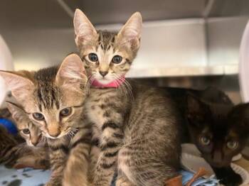 KIWI -  Domestic Short Hair Cat for Adoption in Fort Wayne, Indiana - KIWI | PetCurious