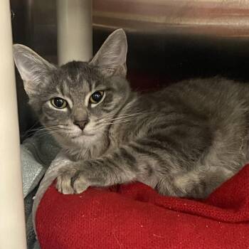 Pride -  Domestic Short Hair Cat for Adoption in Mentor, Ohio - Pride | PetCurious