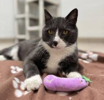 Rescue Domestic Short Hair Cats for Adoption in Traverse City, Michigan - Hank | PetCurious