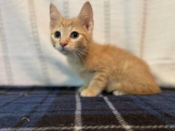 Fuji -  Domestic Short Hair Cat for Adoption in Elmwood Park, Wisconsin - Fuji | PetCurious