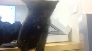 Domestic Short Hair Cats Available for Adoption - KOLE | PetCurious