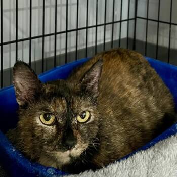 Cinnamon -  Domestic Short Hair Cat for Adoption in Fairmont, West Virginia - Cinnamon | PetCurious
