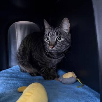 Socks -  Domestic Short Hair Cat for Adoption in Spokane, Washington - Socks | PetCurious