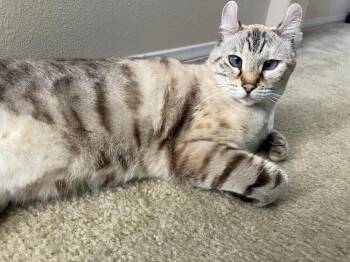 American Curl Cats Available for Adoption - Queen | PetCurious