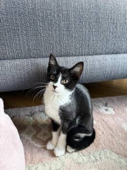 Cuddles -  Domestic Short Hair Cat for Adoption in North Brunswick Township, New Jersey - Cuddles | PetCurious