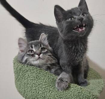 Rescue Domestic Short Hair Cats for Adoption in New Berlin, Wisconsin - Purrcival | PetCurious