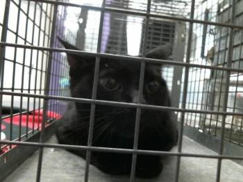 SQUEEKY -  Domestic Short Hair Cat for Adoption in Houston, Texas - SQUEEKY | PetCurious