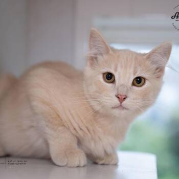 Rescue Domestic Medium Hair Cats for Adoption in Ballwin, Missouri - Gemini | PetCurious