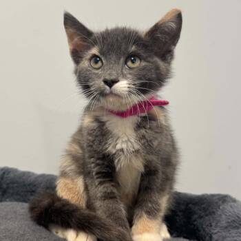 Sophia -  American Shorthair Cat for Adoption in Bethel, Connecticut - Sophia | PetCurious