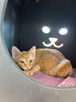 FIRE CIDER -  Domestic Short Hair Cat for Adoption in Leesburg, Virginia - FIRE CIDER | PetCurious