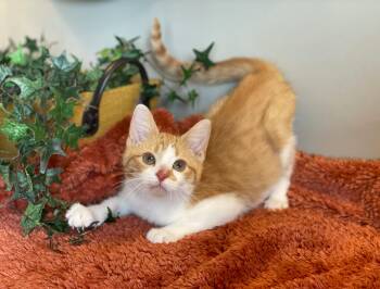 Carl -  Domestic Short Hair Cat for Adoption in Taylor, Michigan - Carl | PetCurious