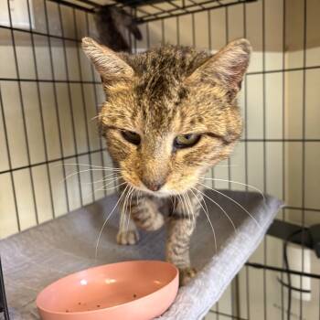 Rescue Domestic Short Hair Cats for Adoption in Pennsville Township, New Jersey - Traveler | PetCurious