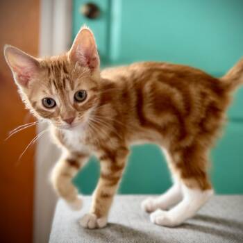 Oscar -  Domestic Short Hair Cat for Adoption in Greenfield, California - Oscar | PetCurious