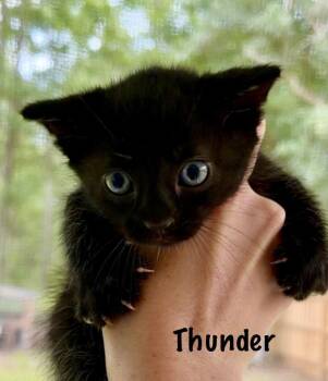 Thunder -  Domestic Short Hair Cat for Adoption in St. Augustine, Florida - Thunder | PetCurious