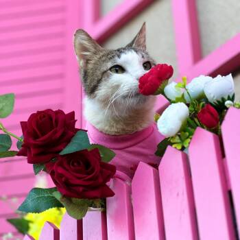 Bob -  Domestic Short Hair Cat for Adoption in New York, New York - Bob | PetCurious