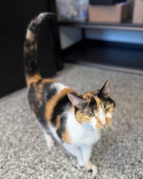 Domestic Short Hair Cats Available for Adoption in Cortland, Ohio - Sophia | PetCurious