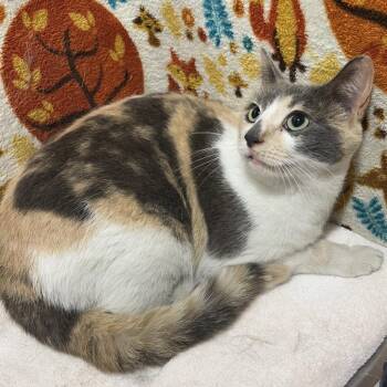 Domestic Short Hair Cats Available for Adoption in Tampa, Florida - Cassandra | PetCurious