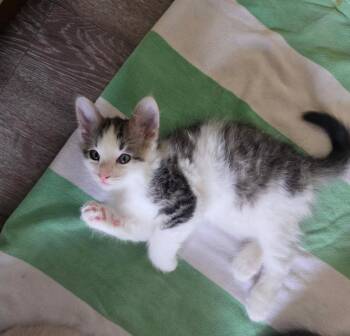 Domestic Medium Hair Cats Available for Adoption in Windsor, Connecticut - 2026-32 Firefly | PetCurious