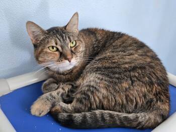 Rescue American Shorthair Cats for Adoption in Eglin Air Force Base, Florida - Marmalade | PetCurious