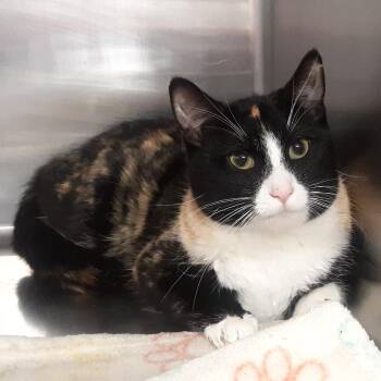 Domestic Short Hair Cats Available for Adoption - Mini Moch | PetCurious