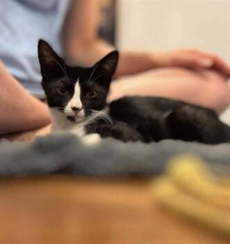 PENNY -  Domestic Short Hair Cat for Adoption in Westminster, Maryland - PENNY | PetCurious