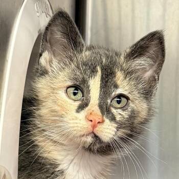 Chantel -  Domestic Short Hair Cat for Adoption in Palm Springs, California - Chantel | PetCurious